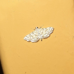 Elophila scitalis