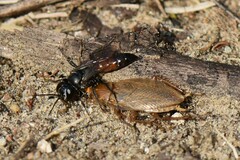 Tachysphex obscuripennis