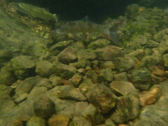 Moxostoma erythrurum