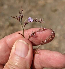 Limonium duriusculum