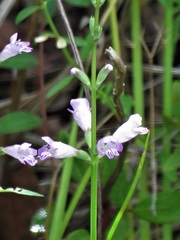 Physostegia purpurea