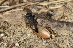 Tachysphex obscuripennis