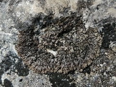 Phaeophyscia sciastra