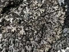 Phaeophyscia sciastra