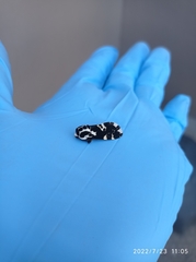 Hypercompe andromela