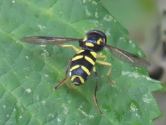 Xanthogramma pedissequum