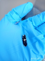 Hypercompe andromela