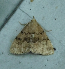 Zanclognatha dentata