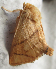 Apoda y-inversa