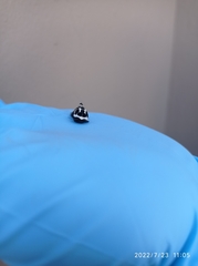 Hypercompe andromela