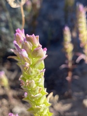 Orthocarpus cuspidatus