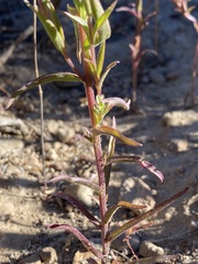 Orthocarpus cuspidatus