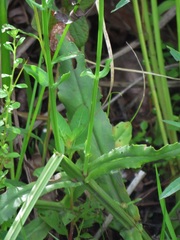 Physostegia purpurea