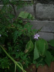 Geranium robertianum