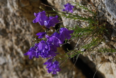 Campanula macrorhiza
