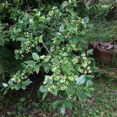 Euonymus spraguei