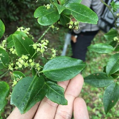 Euonymus spraguei