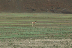 Equus kiang