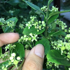 Euonymus spraguei