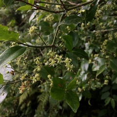 Euonymus spraguei