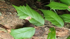 Pterospermum suberifolium