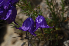 Campanula macrorhiza