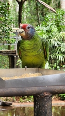 Amazona brasiliensis