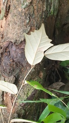 Pterospermum suberifolium