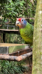 Amazona brasiliensis