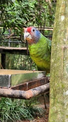 Amazona brasiliensis