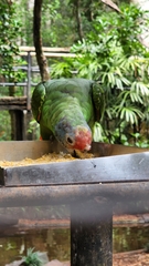 Amazona brasiliensis