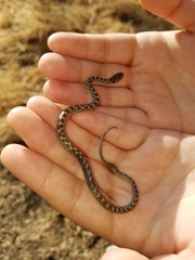 Hypsiglena ochrorhynchus klauberi