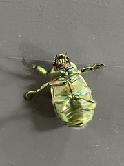 Chrysina laniventris