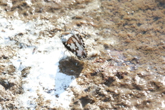 Uranothauma delatorum