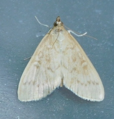 Framinghamia helvalis