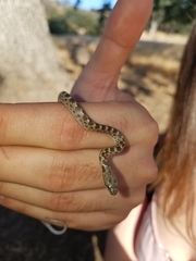 Hypsiglena ochrorhynchus klauberi