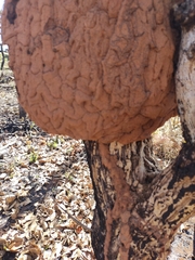 Constrictotermes cyphergaster