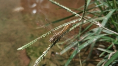 Brachythemis contaminata