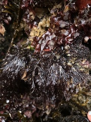 Odonthalia washingtoniensis