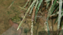Brachythemis contaminata