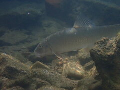 Moxostoma erythrurum