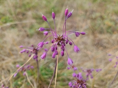Allium carinatum