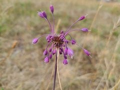 Allium carinatum