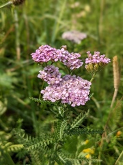 Achillea distans stricta