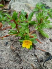 Portulaca rubricaulis
