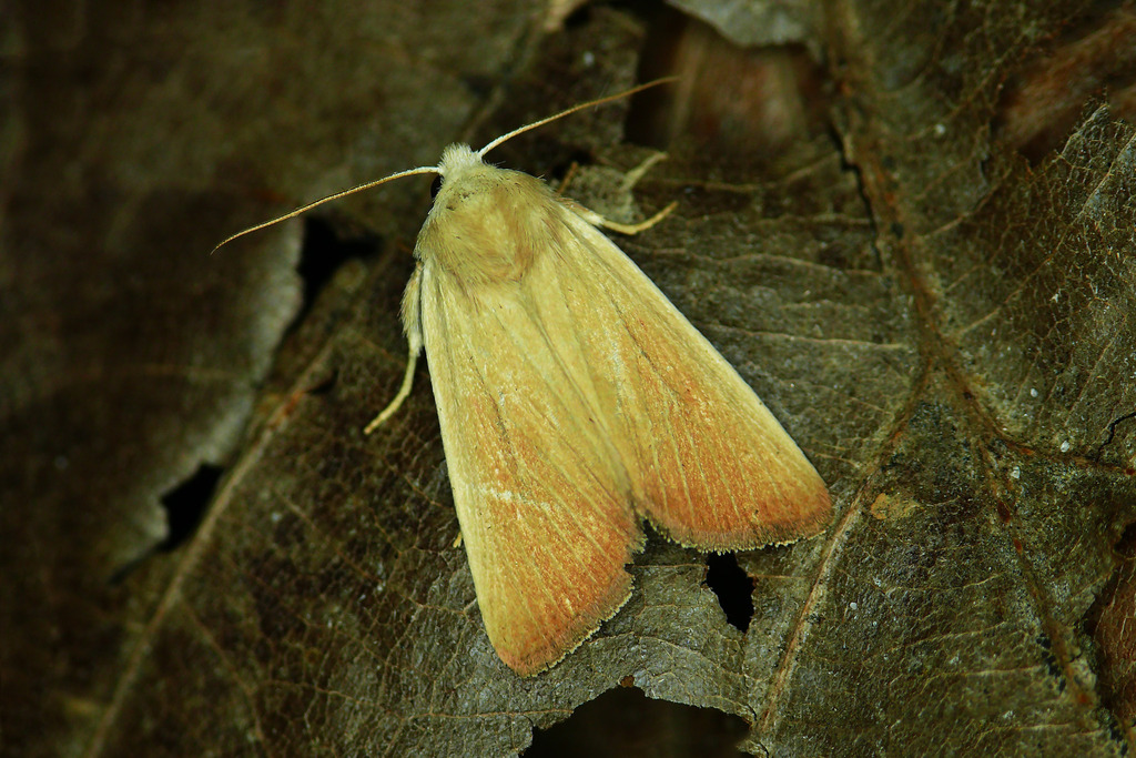 Fen Wainscot, photo 1 of 7
