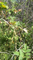 Bromus carinatus californicus
