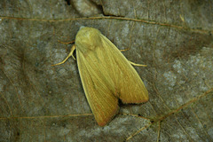 Arenostola phragmitidis