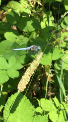 Pachydiplax longipennis