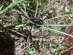 Teleogryllus